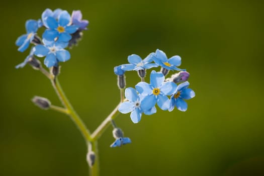 Macro view of blue forget-me-not (Myosotis sylvatica) against a blurred green background