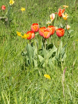 red and yellow tulips on a sunny meadow