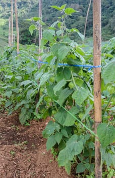 Fresh grapes on the vine with green leaves, green calyx on twig