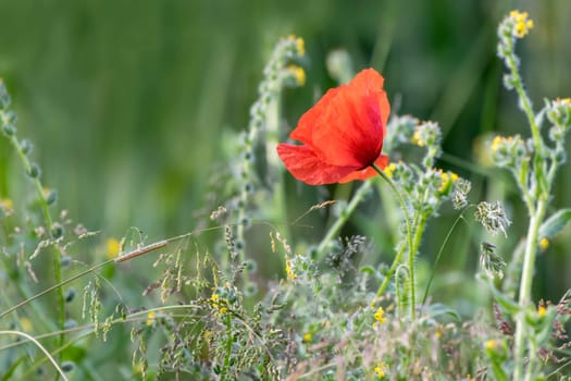 Single wild poppy in tall grass with caterpillar
