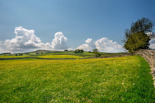 Wildflowers across a meadow on a sunny day