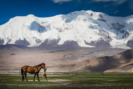 Mare and colt on a meadow in front of a snowcapped mountains in Karakorum, China