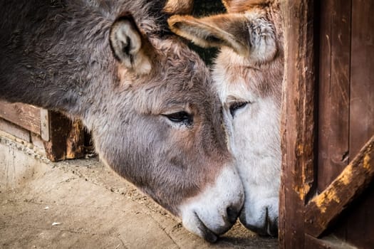 Two donkeys cuddling to each other in a barn on a farm