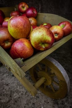 Fresh red yellow and green apples for sale stored in retro grunge wooden wheelbarrow in the market in a small Cornish town in England