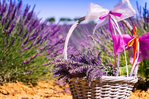 lavender field in south of France with decorative basket