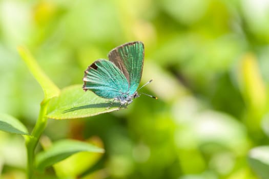 Blackberry butterfly (Green Spotted Butterfly) - Callophrys rubi in a macro image