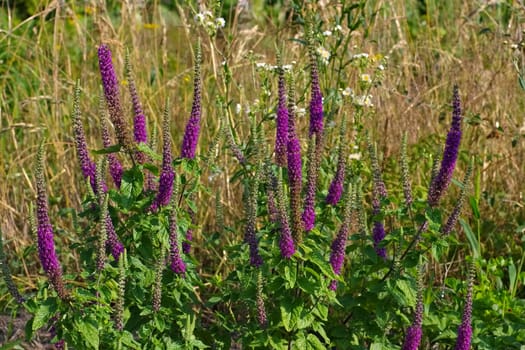 Caucasus gamander in summer - Teucrium hircanicum flower in summer,a mediterranean plant