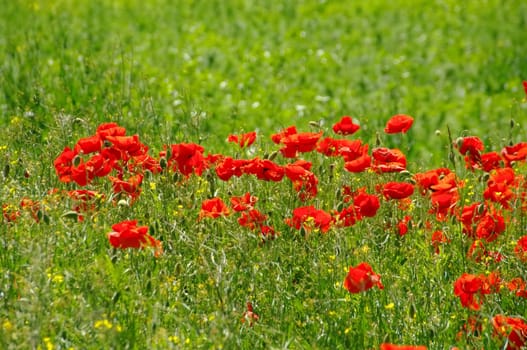 Gossip poppy - red corn poppy flowers in green field