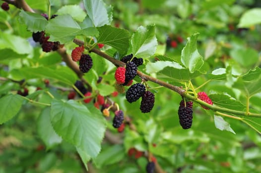 black ripe and red immature mulberries on the tree - black ripe and red unripe mulberries on the tree
