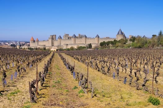 Cite von Carcassonne Weinberg - Castle of Carcassonne and vineyard in winter,southern France
