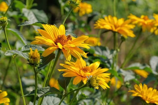 Suneye - yellow oxeye daisy flower in summer garden