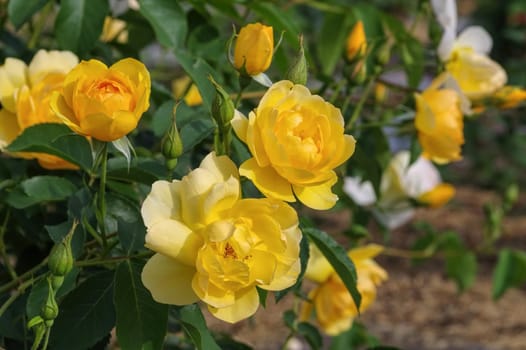 English ros of the variety Buttercup - yellow English Rose,called Buttercup