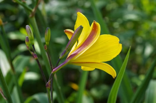 Daylily of the species Corky in summer