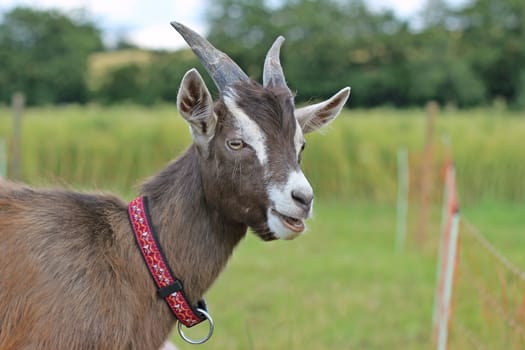 Young Thuringian forest goat with collar