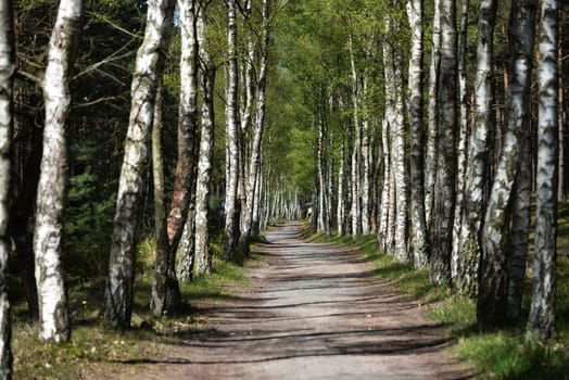 Through the birch forest