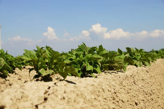 Potato plants in a field