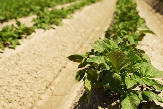Potato plants in a field