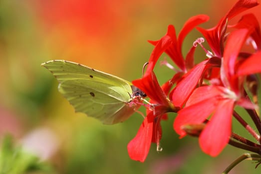 Lemon butterflies in a geranium bluete