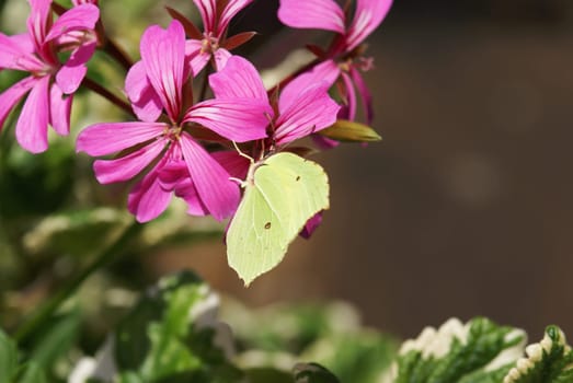 Lemon butterflies in a geranium bluete