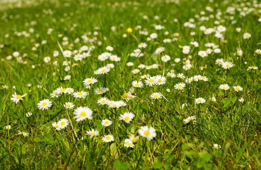 Meadow full of Gaensebluemchen