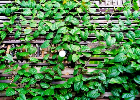green plant and wooden roof, thailand, Asia