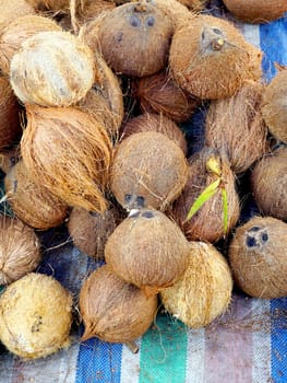 local Coconuts display on canvas at Fresh market in Luang Prabang, Laos