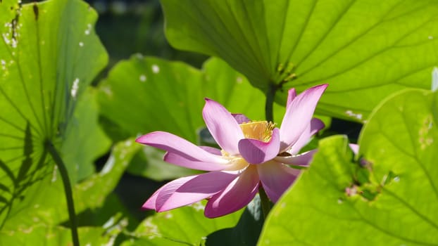 The pink lotus at the moring with nice background color