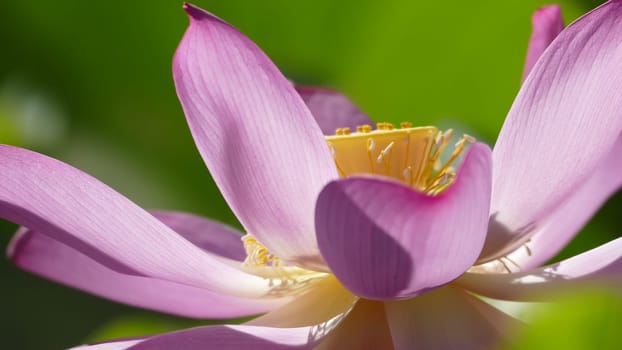 The pink lotus at the moring with nice background color