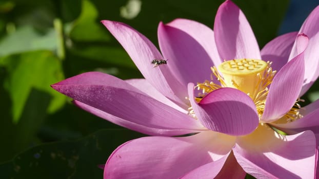 The pink lotus at the moring with nice background color