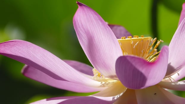 The pink lotus at the moring with nice background color