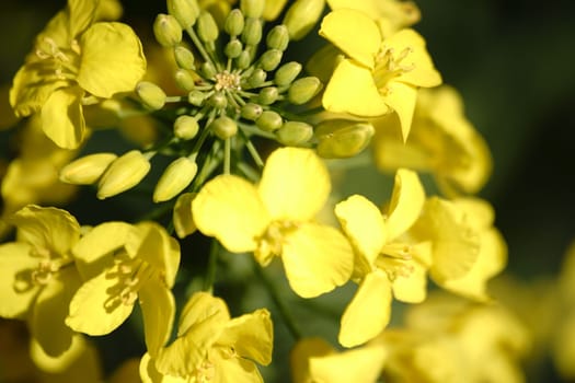 The close-up and top view of a yellow flowering rapeseed flower in the sunlight.