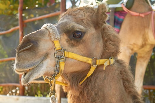The Facial Expression of a Camel in Cozumel Mexico.