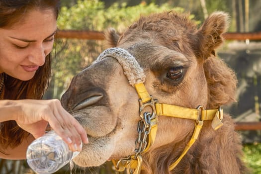 Young Woman Giving Water to Camel.