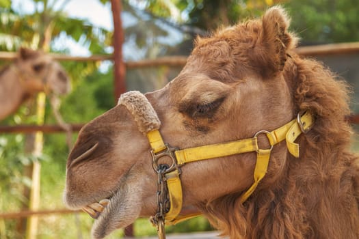 The Facial Expression of a Camel in Cozumel Mexico.