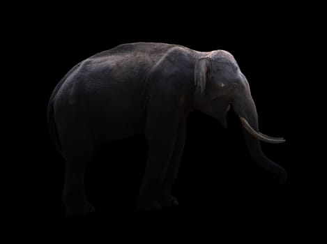 male elephant standing at night time with spotlight
