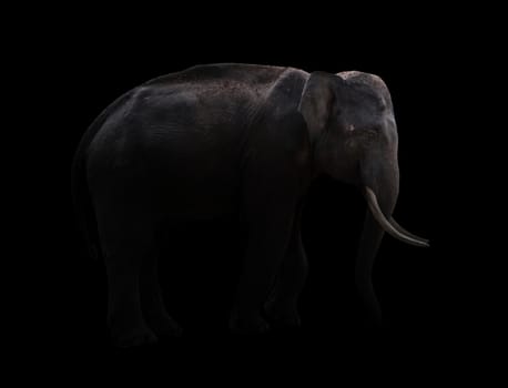 male elephant standing at night time with spotlight