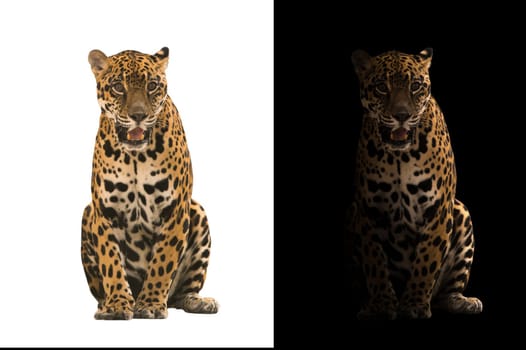 jaguar on black background and jaguar on white background