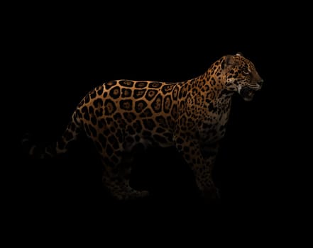jaguar ( panthera onca ) in the dark with spotlight