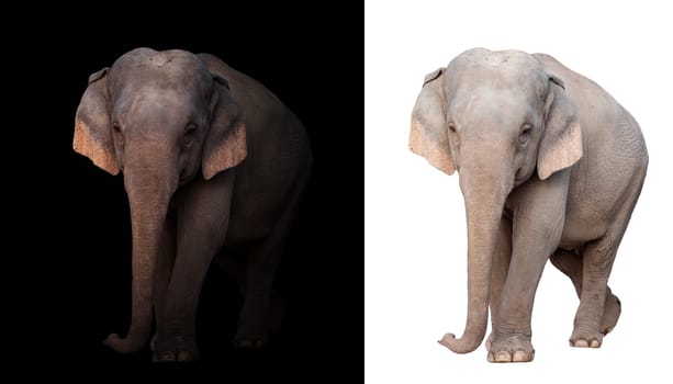 female elephant standing at night time with spotlight and female elephant isolated