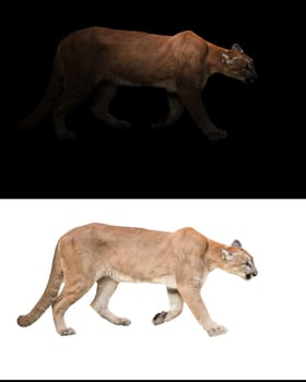 puma (Panthera onca) in the dark with spotlight and puma isolated