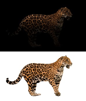 jaguar on black background and jaguar on white background