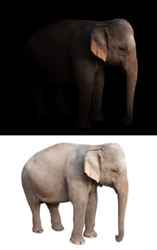 female elephant standing at night time with spotlight and female elephant isolated