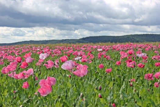 Opium poppy blossom (Papaver somniferum) in Germerode am Meißner