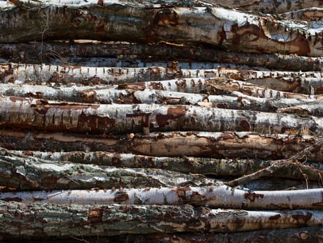 Birch trunks