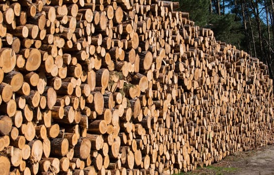 Firewood