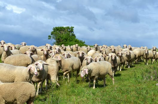 flock of sheep