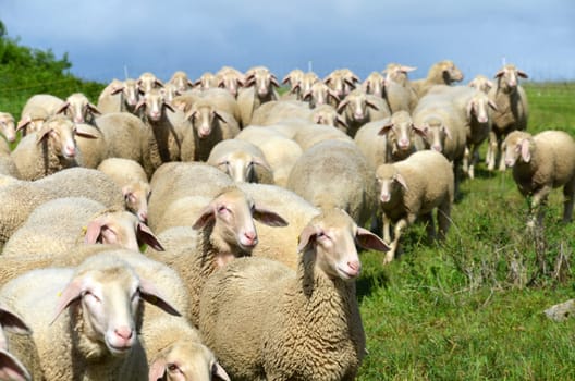 flock of sheep