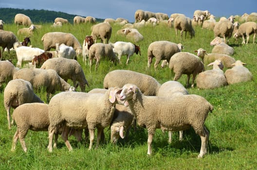 flock of sheep