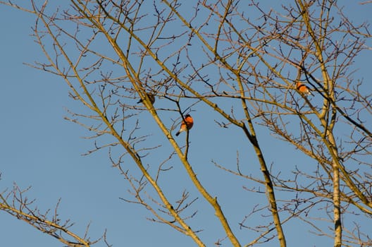 three red bird in the tree in the early spring