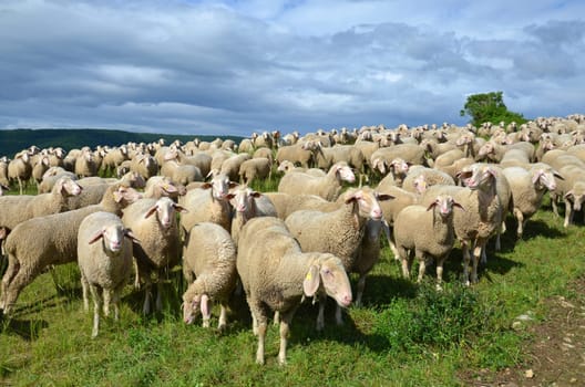 sheep